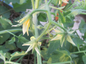 Self Fertile Flowers of Tomato