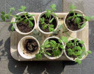 Tomato Saplings in Paper Cups