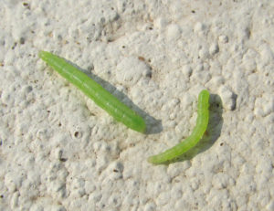 Winter Moths Bore into Tomato