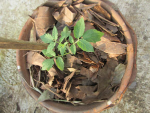 Staking arrangement done for Tomato Plant as soon as it is transplanted