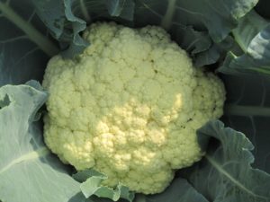 Cauliflower is shallow rooted and hence grows in pots easily