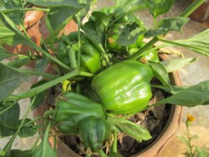 Grow bell peppers of different colors
