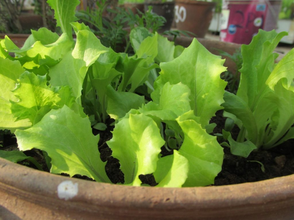 Lettuce is the best salad green to grow in winters