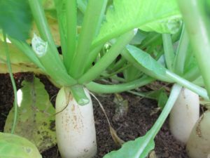 Radish is easy to grow winter vegetable