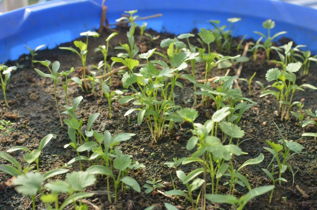 Coriander can be used both as a micro green and a herb