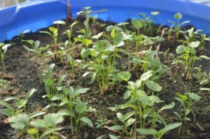 Coriander can be used both as a micro green and a herb 