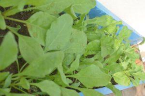 Spinach can be planted in any container