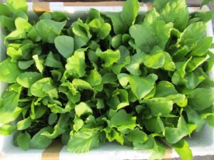 Spinach ready to be harvested