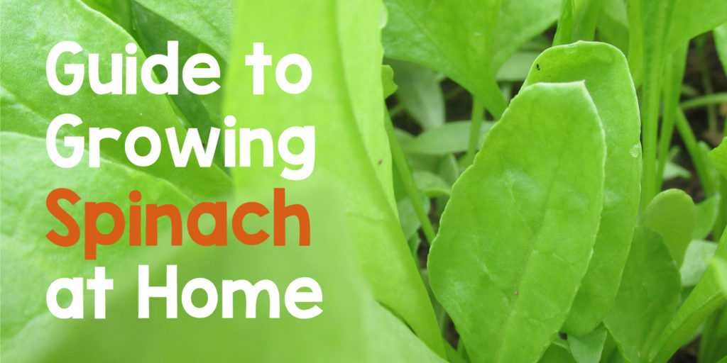 Guide to growing spinach at home