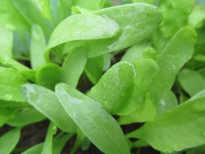 The beautiful color of spinach leaves