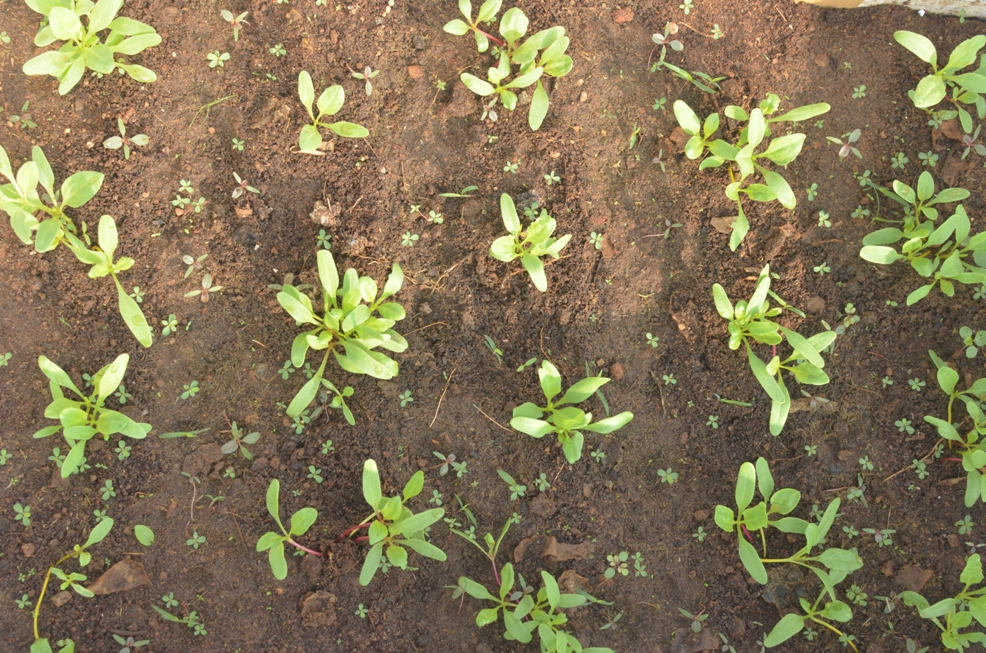 transplanting spinach seedlings with true leaves