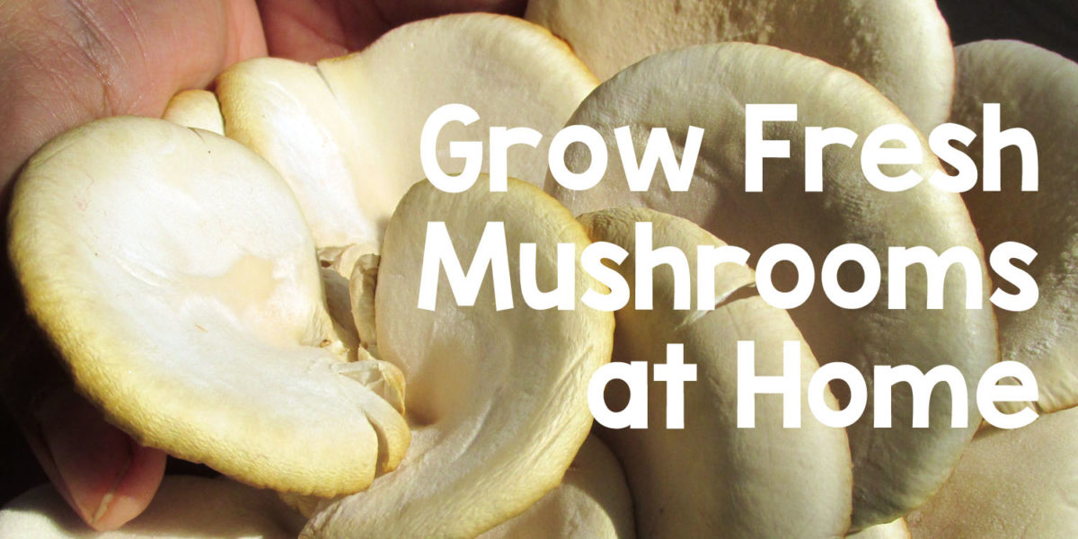 Grow Oyster Mushroom at home