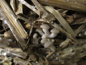 Mushrooms appearing in the bundle