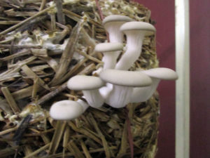Mushrooms growing