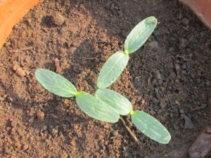 Cucumber seedlings