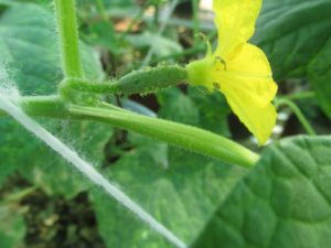 Female flower of cucumber