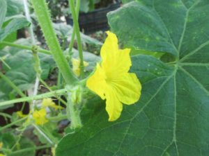 Male flower of cucumber