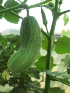 Ready to be harvested