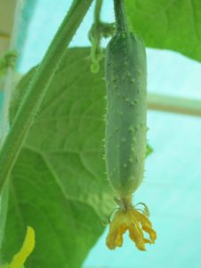 Successfully pollinated cucumber
