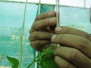 Training cucumber on trellis