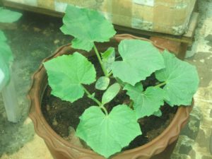 Young cucumber plant