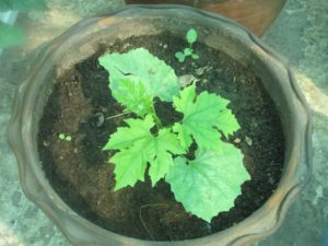 Bitter Gourd Sapling