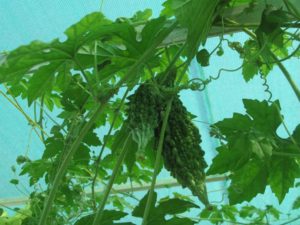 Camouflaged Bitter Gourd ready to Harvest