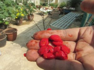 Seeds from a ripened bitter gourd