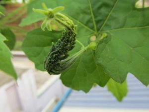 Successfully Pollinated Bitter Gourd