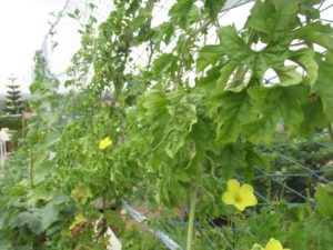 Vertical space used for growing bitter gourd plant