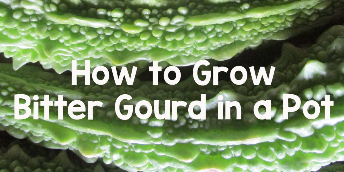 how-to-grow-bitter-gourd-in-a-pot-organically-at-home