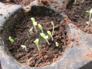 Lettuce seeds germinated successfully