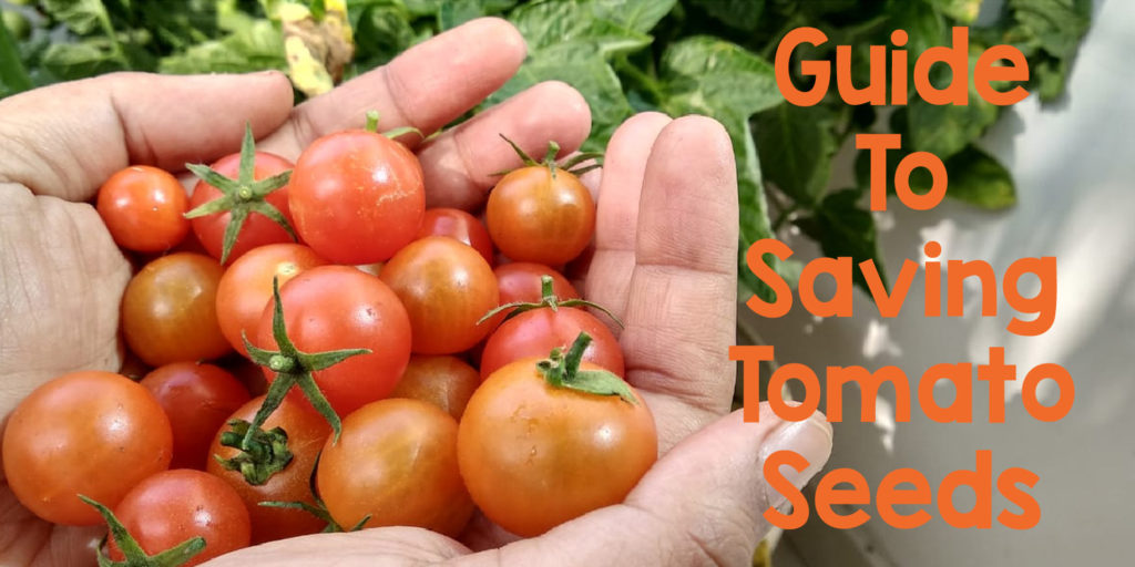 saving tomato seeds