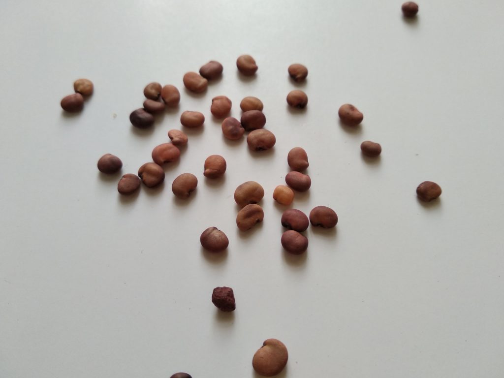 Cluster Bean Seeds