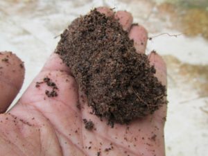 Soil is the key to climate change mitigation