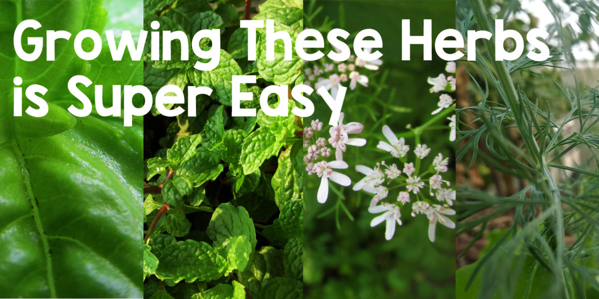 How to grow herbs in containers