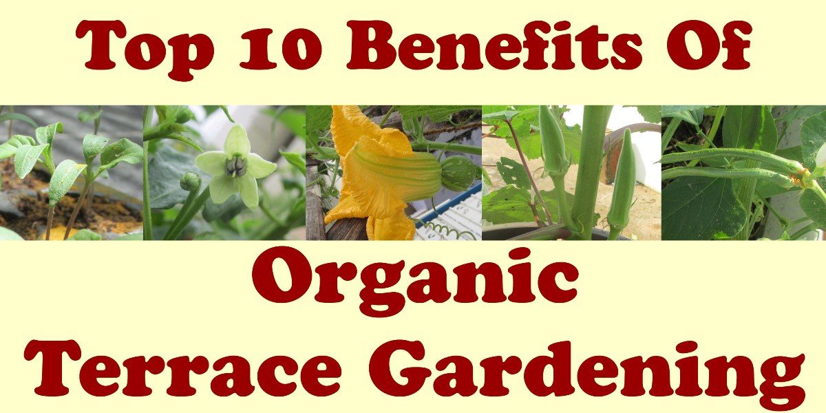benefits of terrace gardening
