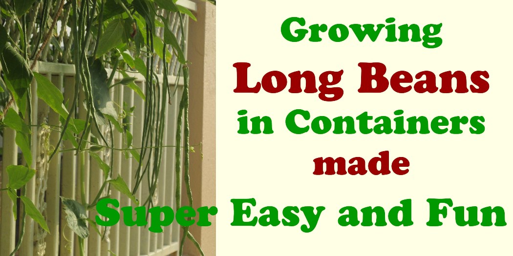 Growing Long Beans in Containers