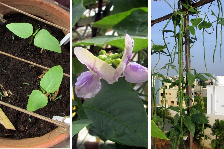 long beans germination, flowers and pods