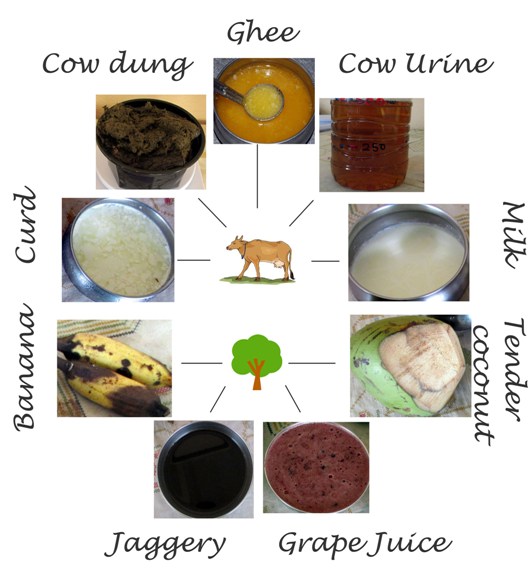 panchagavya ingredients 