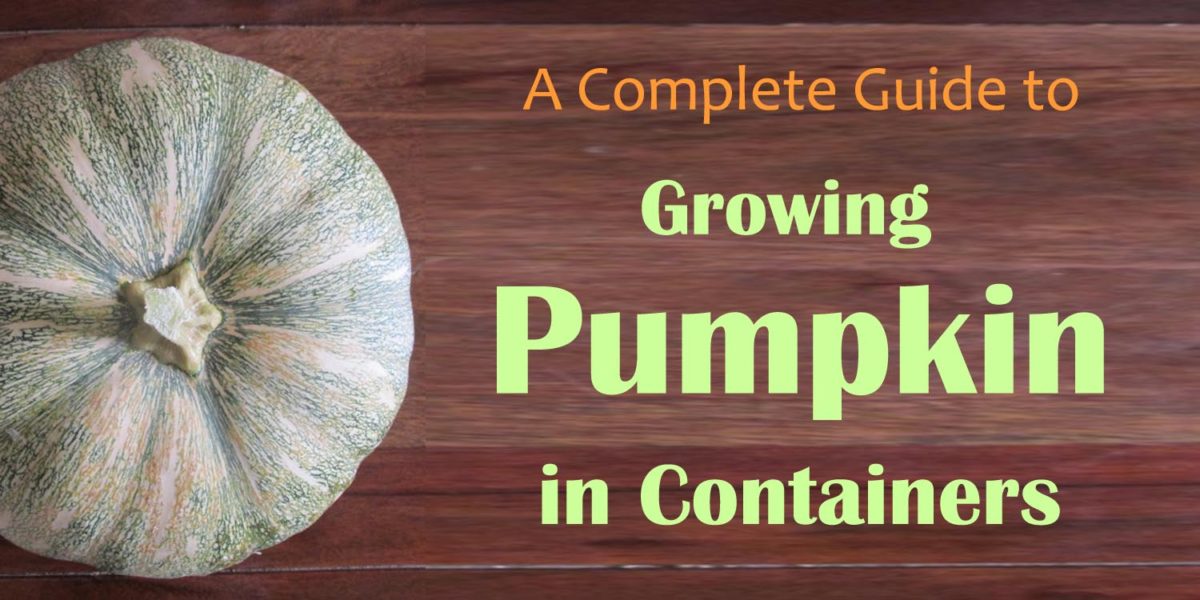 growing pumpkin in containers