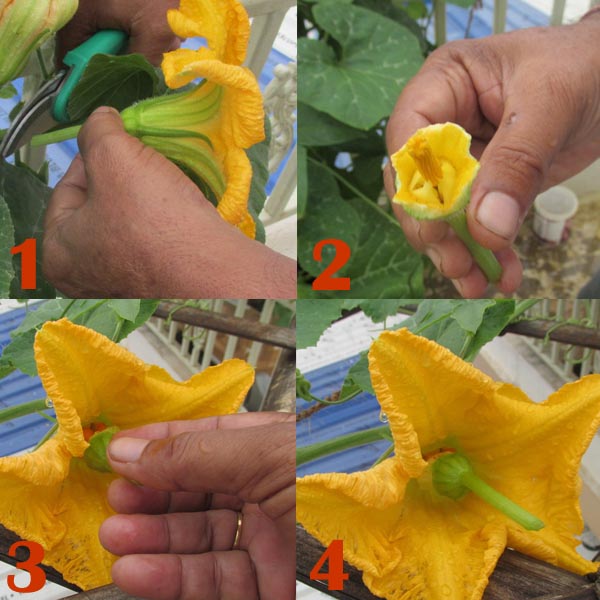 Step by Step hand Pollination of Pumpkin Flower