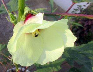 Beautiful Okra Flower