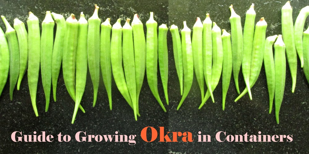 guide to growing okra in pot