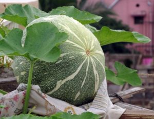 Pumpkin growing on the plant