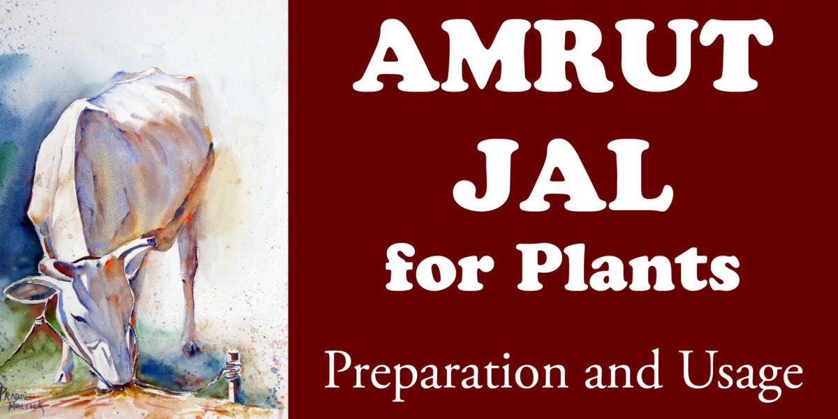 Amrut Jal for Plants - Preparation and Usage