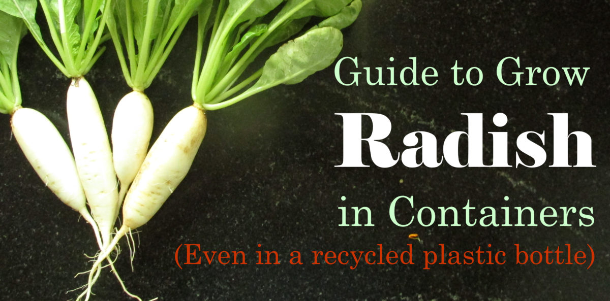 growing radish in containers