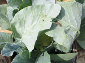 Blanching prevents discoloration of Cauliflower buds