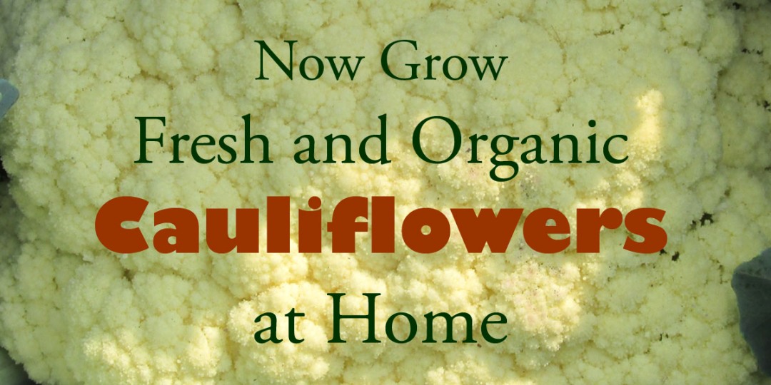 Growing Organic Cauliflower in Pots