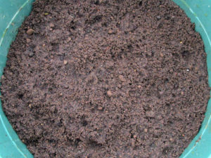 Rest your organic potting soil for two weeks.
